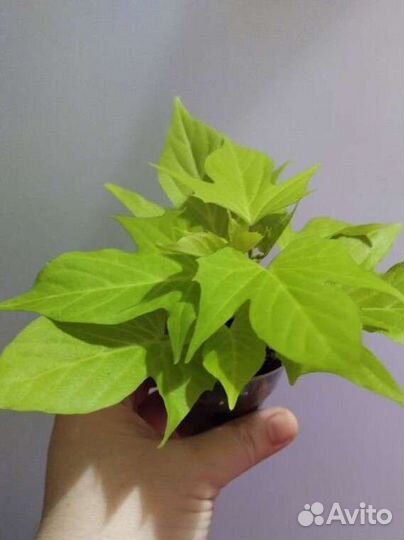 Ипомея батат и другие растения