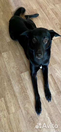 Собака в добрые руки