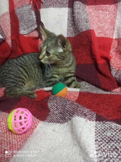 Котята бесплатно