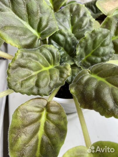 Распродаю фиалки молодые цветущие