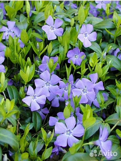 Барвинок, ясколка, вербейник, живучка