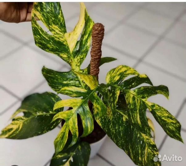 Эпипремнум еллоу варигатный