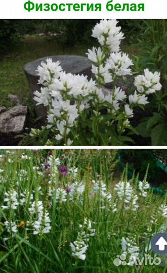 Физостегия,каприфоль,хохлатка,пиретрум,фиалка