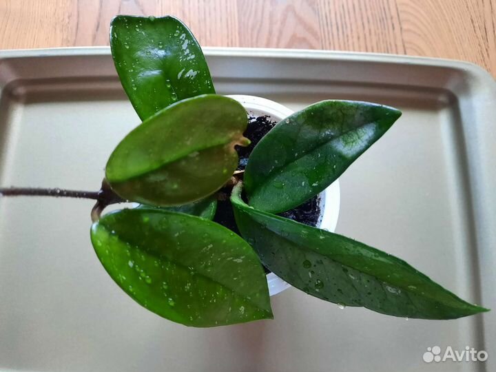 Хойя (восковой плющ)