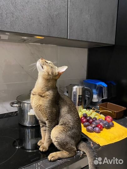 Передержка кошек