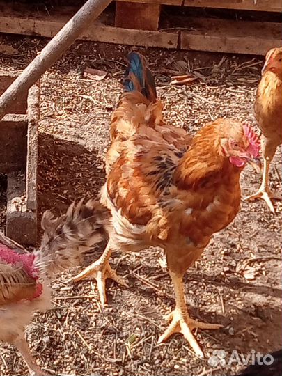 Петухи молодые