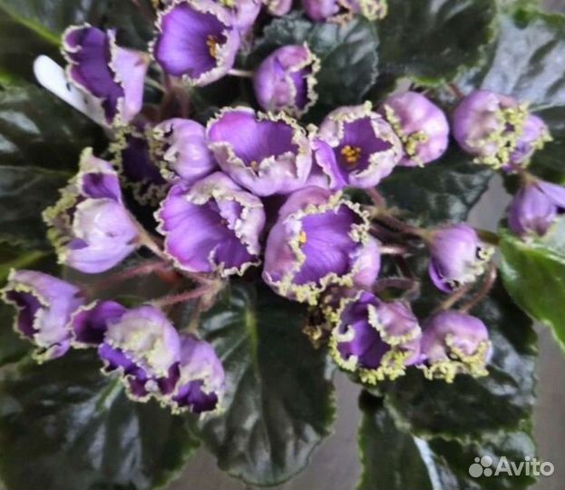 Фиалки сортовые набор #3, #4