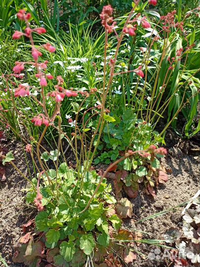 Многолетники