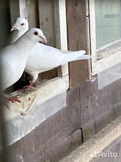 Выпуск голубей в Москве и области