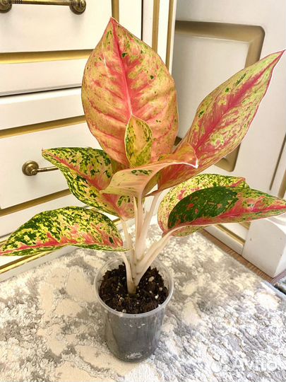 Аглаонема maha sedthee