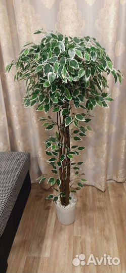 Искусственное дерево, Фикус Бенджамина