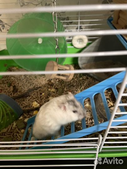 Джунгарский хомяк