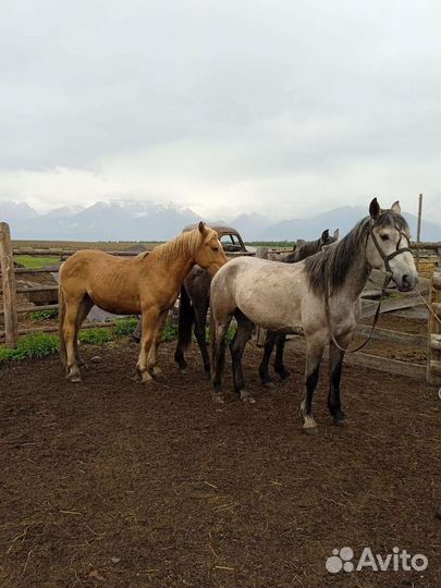 Жеребец 2.5года