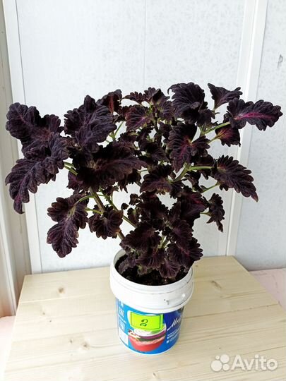 Колеус Черный дракон