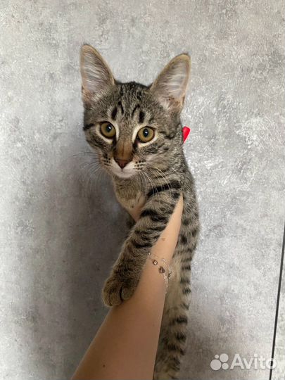 Кошки бесплатно