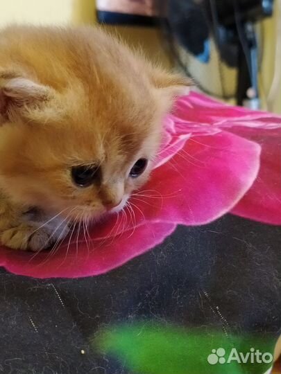 Британские котята Голубое золото и Ny11