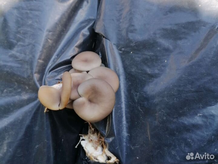 Субстратные блоки