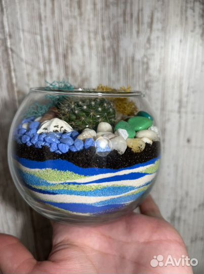 Флорариум с кактусом