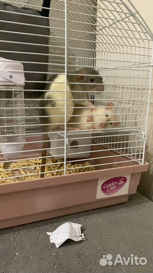 Клетка для грызунов(крыс,хомяков и т.д)