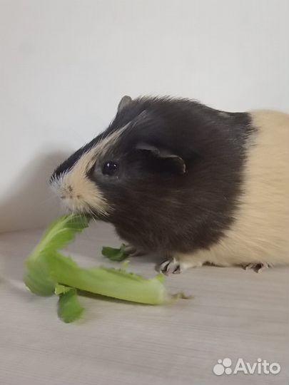 Морская свинка мальчик