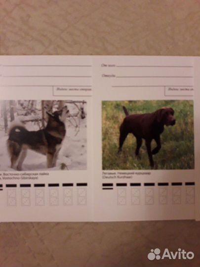 Набор открыток: Породы охот. собак