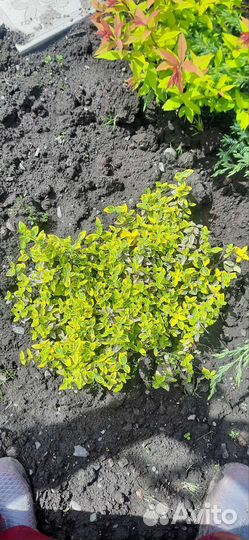 Бересклет Форчуна