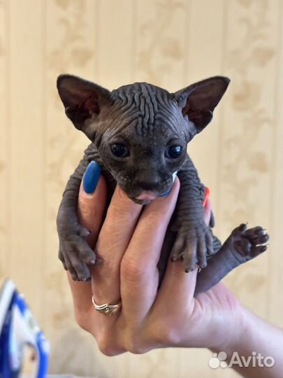 Котята Сфинкс