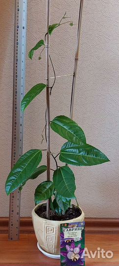 Пассифлора Маэстро