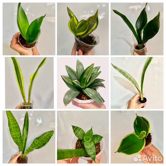 Сансевиерии