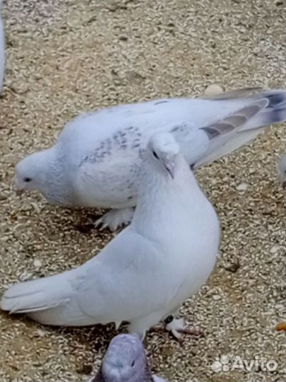 Турецкая такла