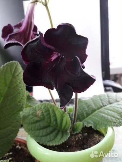 Стрептокарпусы детки