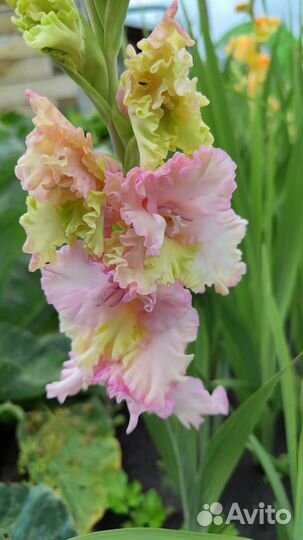 Гладиолусы луковицы