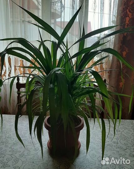 Фикус бенджамина