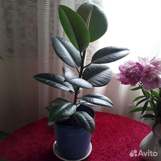 Комнатные цветы