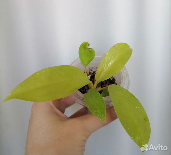 Комнатные растения цветы