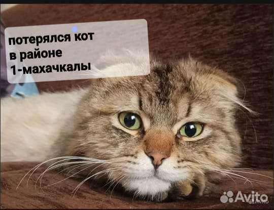 Кошки