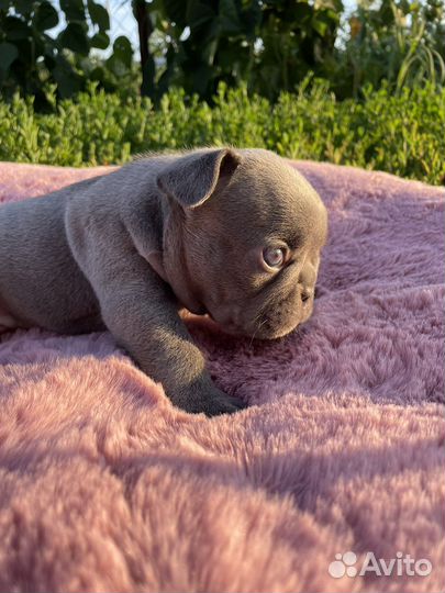 Французский бульдог лиловый с изабеллой в ньюшейд