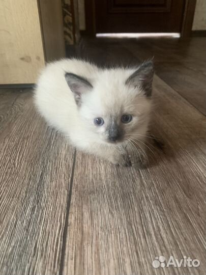 Котята тайские девочка и мальчик