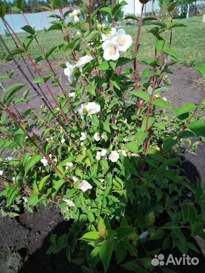 Жасмин Бель Этуаль