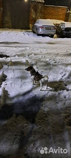 Джек Рассел терьер