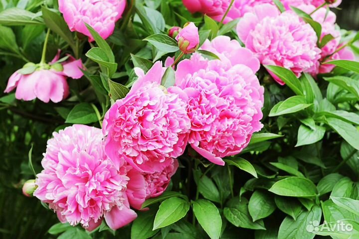 Пионы - многолетники