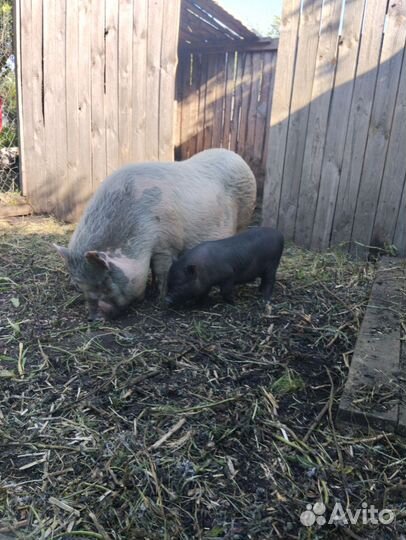 Вьетнамский вислобрюхие поросята (возраст разный)