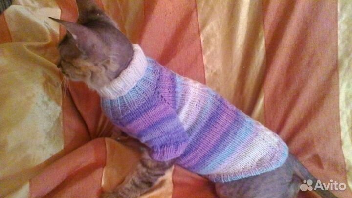 Одежда для животных