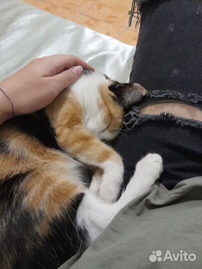 Кошка