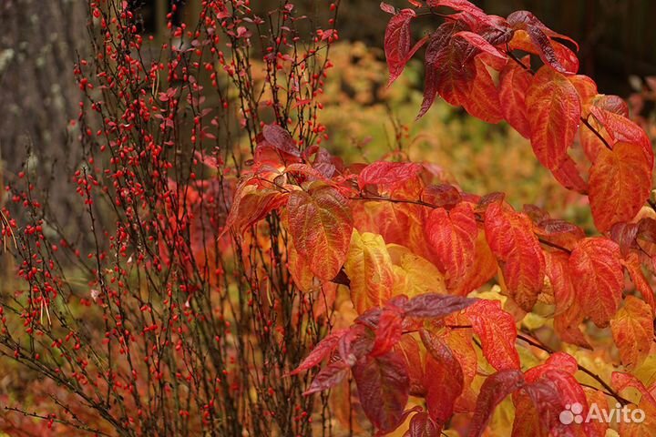 Декоративные деревья и кустарники для сада