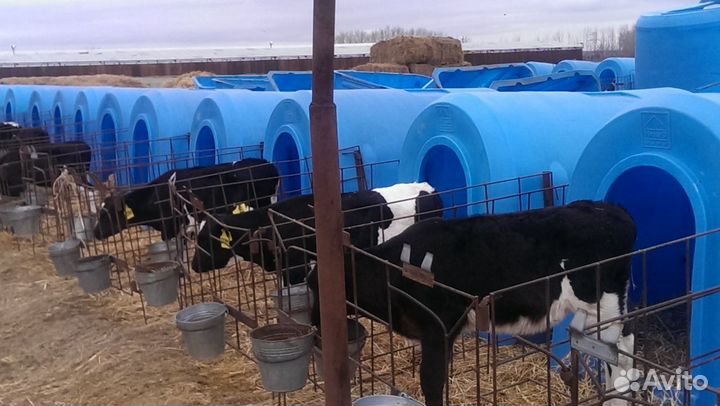 Телята бычки