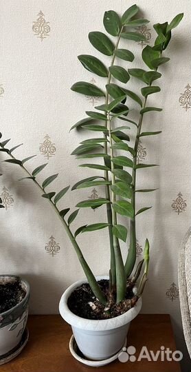 Замиокулькас