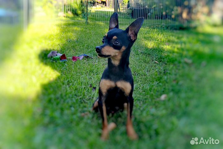 Пражский крысарик