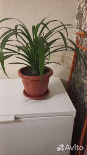 Комнатные цветы панданус