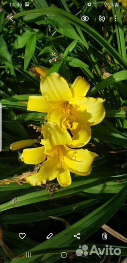 Лилейники оптом